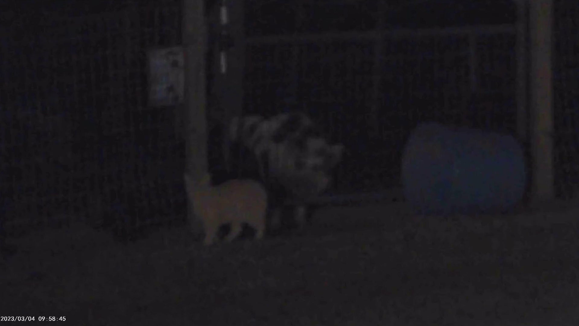 Nachtkijker Camera Infrarood | 1080P HD | 5x Zoom | Night Vision