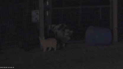 Nachtkijker Camera Infrarood | 1080P HD | 5x Zoom | Night Vision